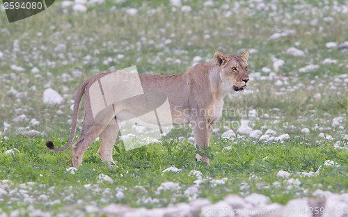 Image of Lioness walking on the plains of Etosha