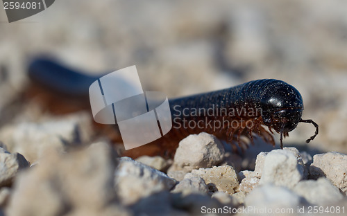 Image of Large millipede, Africa