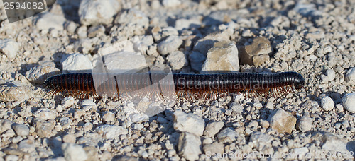 Image of Large millipede, Africa