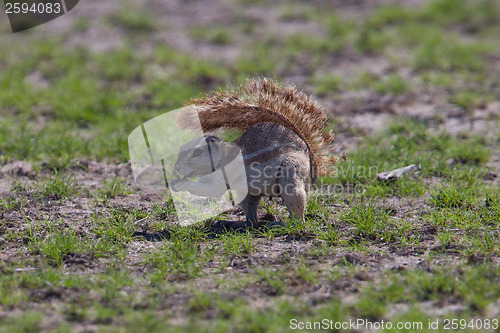 Image of Ground squirrel