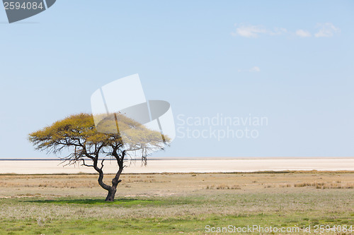 Image of Tree in open field, Namibia