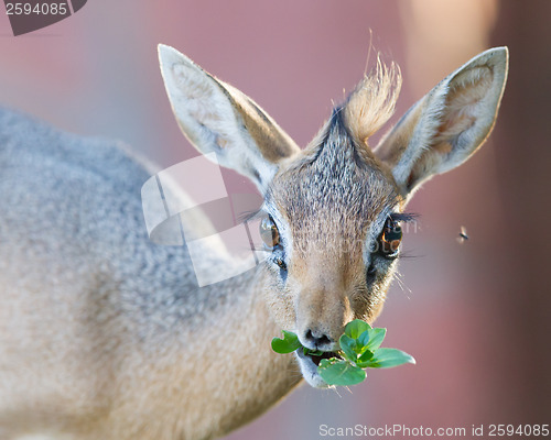 Image of Kirk Dik-dik (Madoqua kirkii)