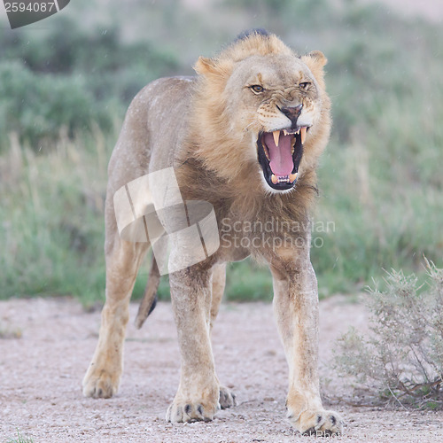 Image of Lion walking on the rainy plains of Etosha