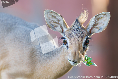 Image of Kirk Dik-dik (Madoqua kirkii)