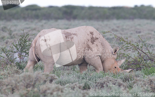 Image of Black (hooked-lipped) rhinoceros (Diceros bicornis)
