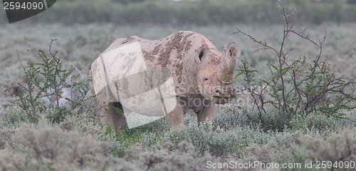 Image of Black (hooked-lipped) rhinoceros (Diceros bicornis)