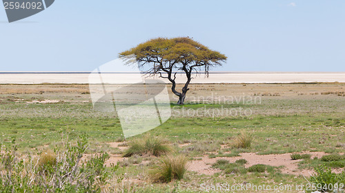 Image of Tree in open field, Namibia