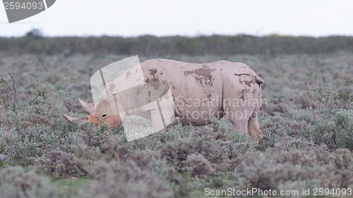 Image of Black (hooked-lipped) rhinoceros (Diceros bicornis)