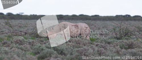 Image of Black (hooked-lipped) rhinoceros (Diceros bicornis)