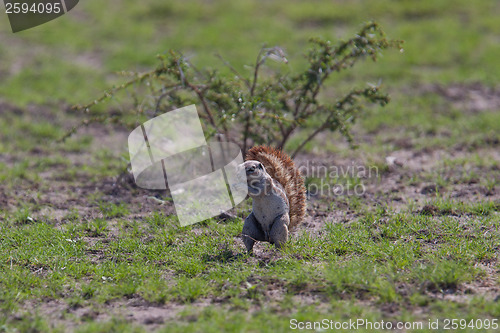 Image of Ground squirrel