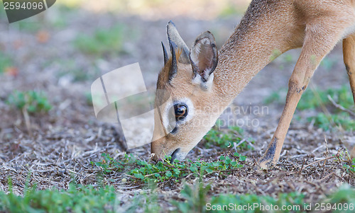 Image of Kirk Dik-dik (Madoqua kirkii)