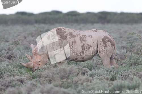 Image of Black (hooked-lipped) rhinoceros (Diceros bicornis)