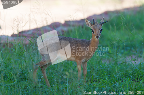 Image of Kirk Dik-dik (Madoqua kirkii)