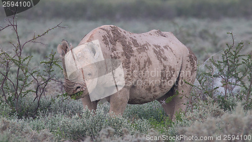 Image of Black (hooked-lipped) rhinoceros (Diceros bicornis)