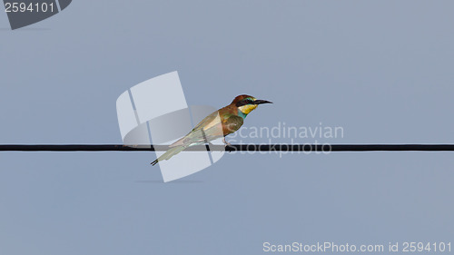 Image of European bee-eaters (Merops Apiaster)