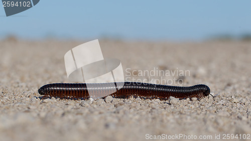 Image of Large millipede, Africa