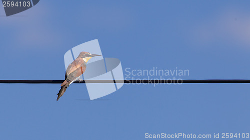 Image of European bee-eaters (Merops Apiaster)