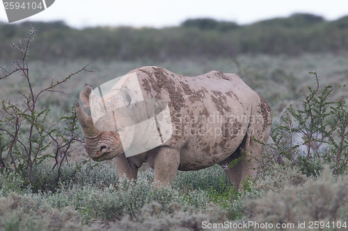 Image of Black (hooked-lipped) rhinoceros (Diceros bicornis)