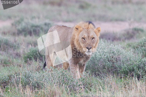 Image of Lion walking on the rainy plains of Etosha