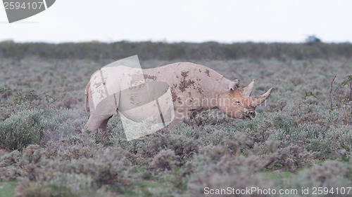 Image of Black (hooked-lipped) rhinoceros (Diceros bicornis)