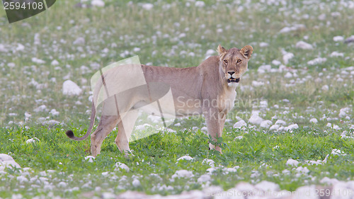 Image of Lioness walking on the plains of Etosha