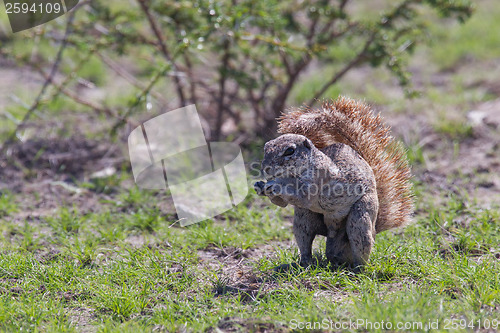 Image of Ground squirrel