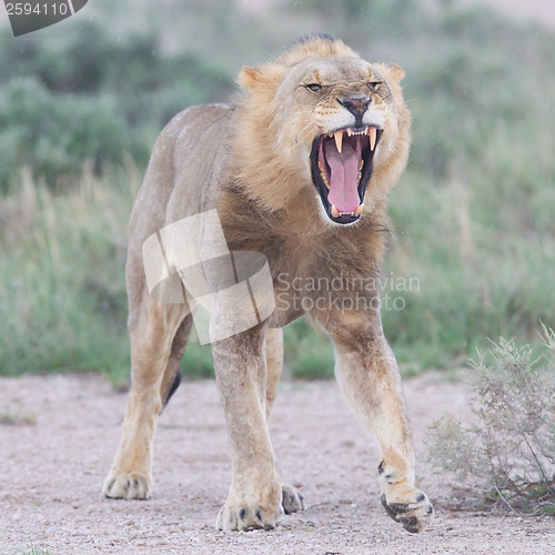 Image of Lion walking on the rainy plains of Etosha