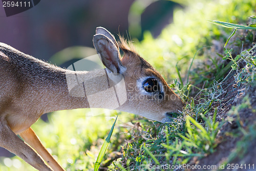 Image of Kirk Dik-dik (Madoqua kirkii)