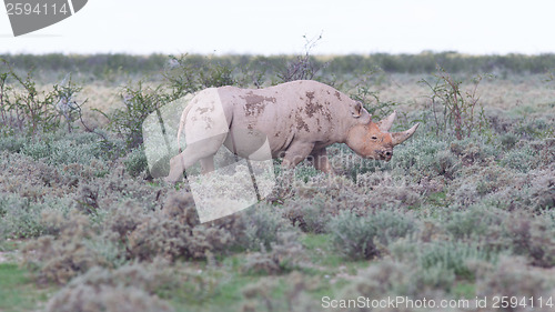 Image of Black (hooked-lipped) rhinoceros (Diceros bicornis)