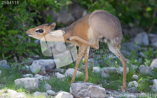 Image of Kirk Dik-dik (Madoqua kirkii)