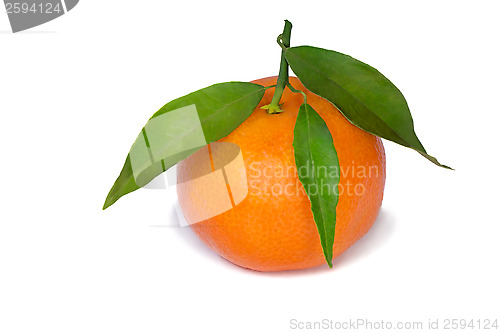 Image of Mandarin with green foliage.