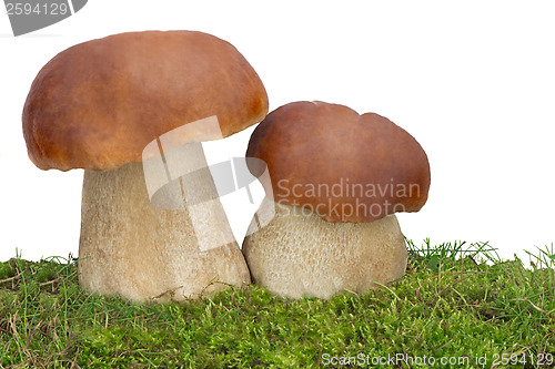 Image of Two white fungus on the green grass. Presented on a white backgr