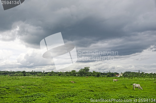 Image of Cows Grazing