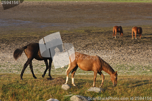 Image of Horses in Sweden