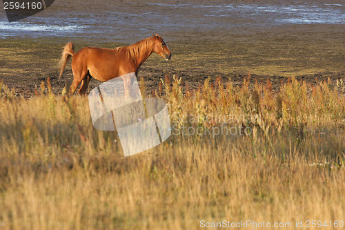 Image of Horses in Sweden