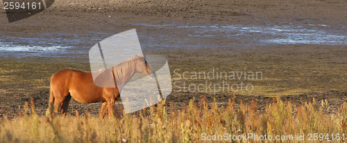 Image of Horses in Sweden