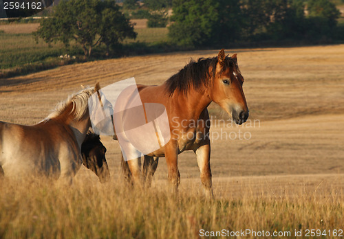 Image of Horses in Sweden