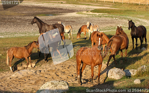 Image of Horses in Sweden