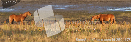 Image of Horses in Sweden