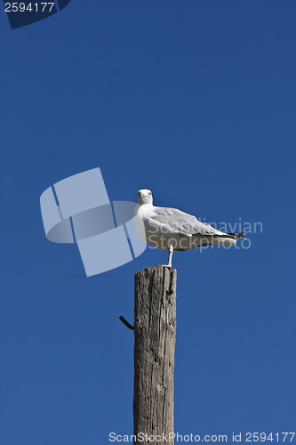 Image of seagull