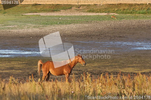 Image of Horses in Sweden