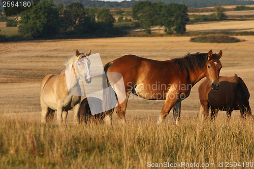 Image of Horses in Sweden