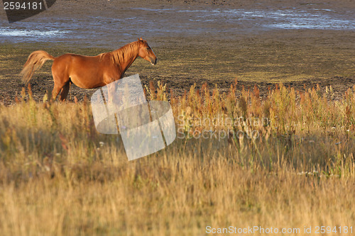 Image of Horses in Sweden