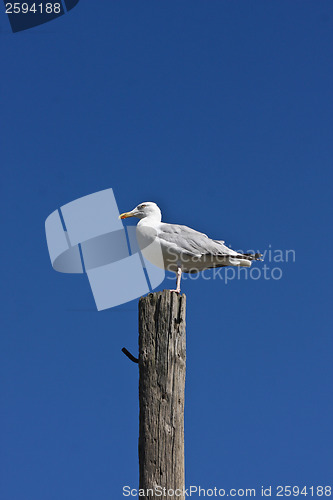 Image of seagull