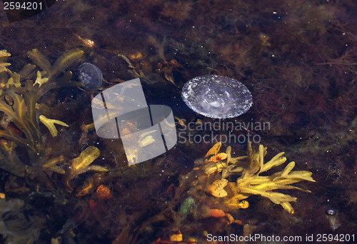 Image of jellyfish in water