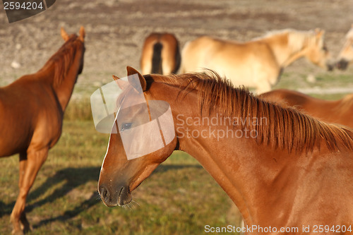 Image of Horses in Sweden