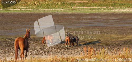 Image of Horses in Sweden