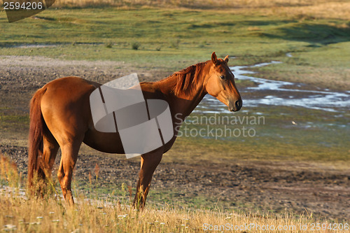 Image of Horses in Sweden