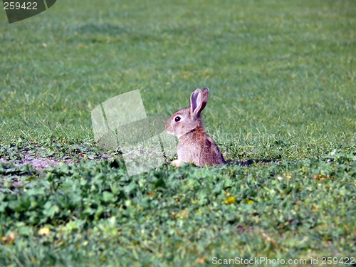 Image of Wild Rabbit