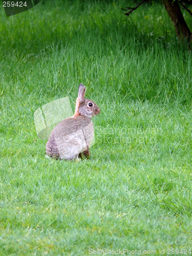 Image of Wild Rabbit